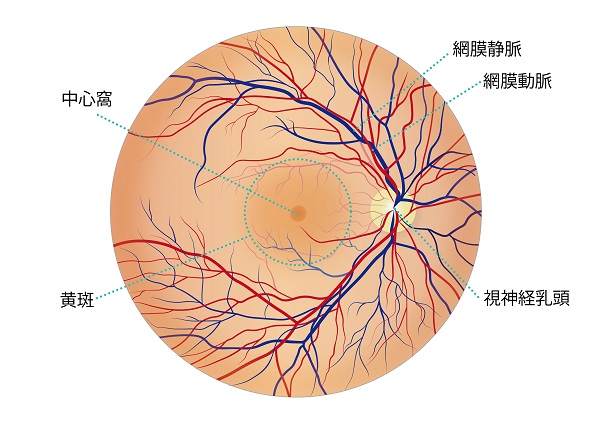 低血圧を引き起こす可能性のある勃起不全薬