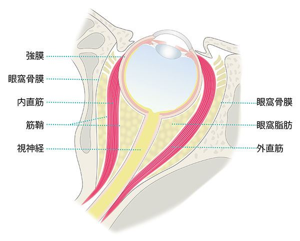 視神経症(視神経炎)|日本眼科学会による病気の解説